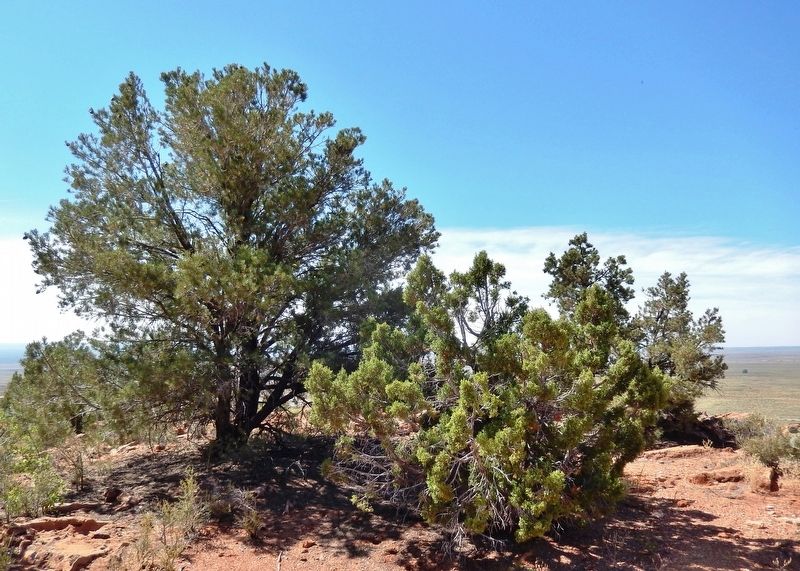 Plateau Country Trees • Pinyon & Juniper image. Click for full size.