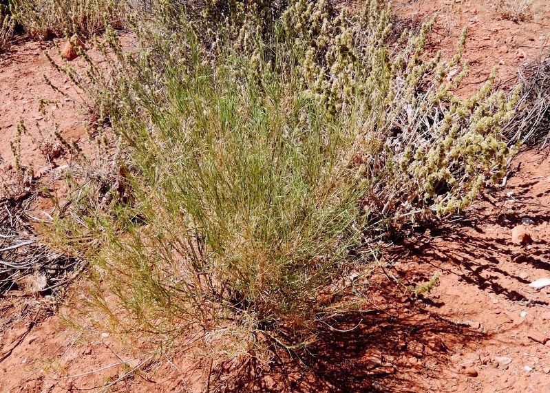 Skoomp (<i>Chrysothamnus nauseosus</i>). Click for full size. Skoomp (<i>Chrysothamnus nauseosus</i>) image. Click for full size.