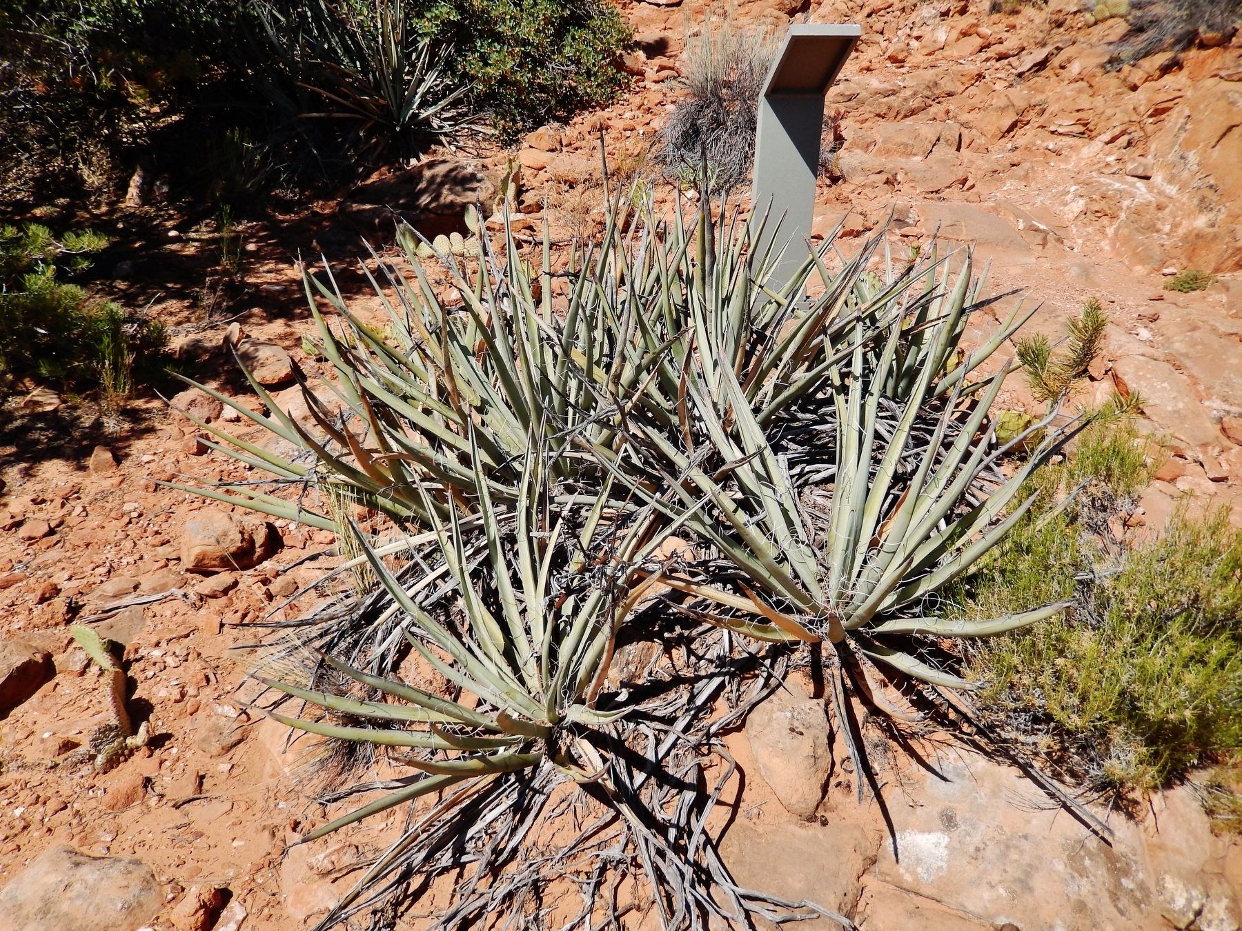 Oos'eev (<i>Yucca kanabensis</i>) (Narrowleaf Yucca) image. Click for full size.