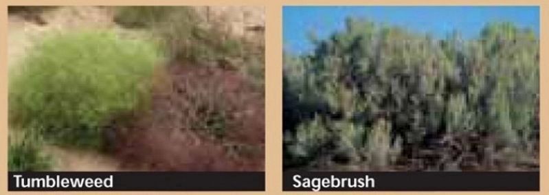 Marker detail: Tumbleweed & Sagebrush image. Click for full size.