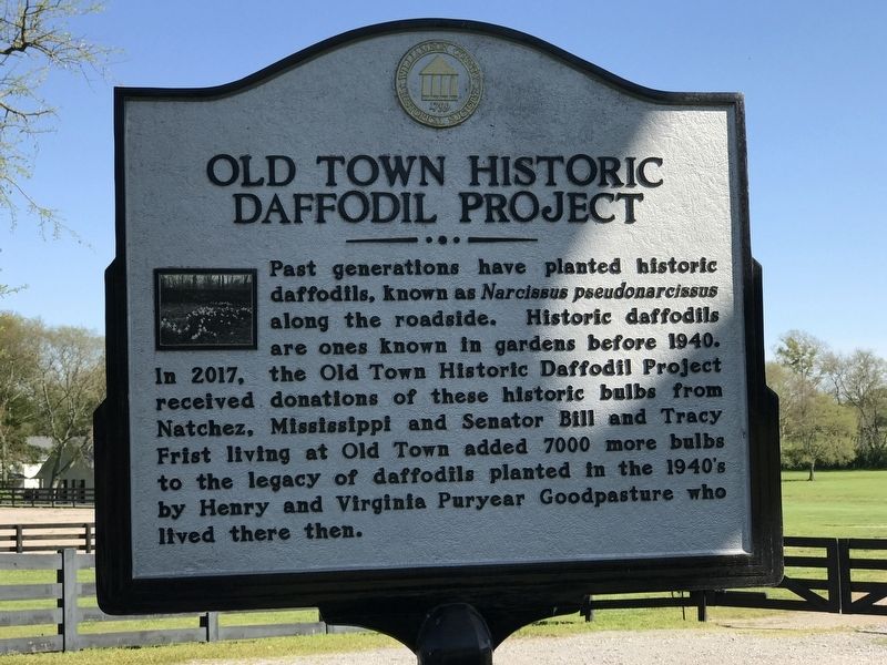 Old Town Historic Daffodil Project Marker image. Click for full size.
