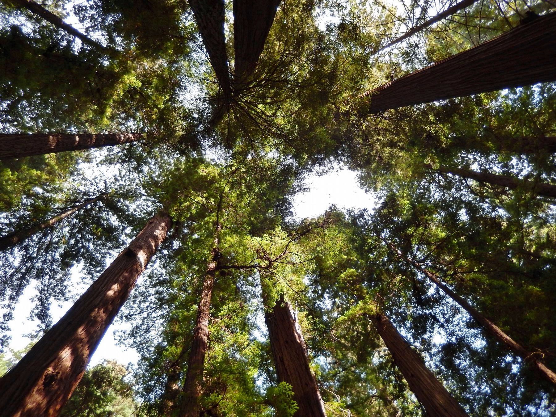 Redwood Canopy (<i>above, near marker</i>) image. Click for full size.