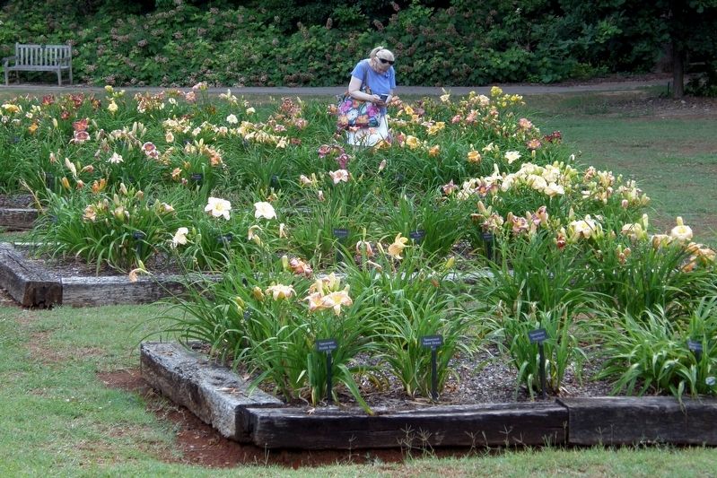 Van Valkenburgh Daylily Garden image. Click for full size.