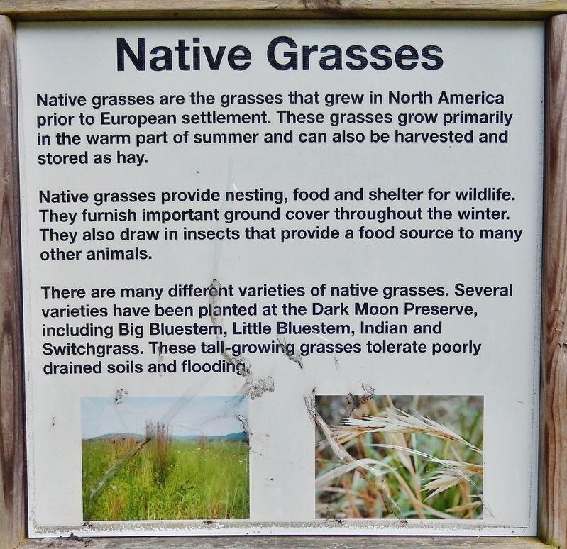 Native Grasses Panel image. Click for full size.