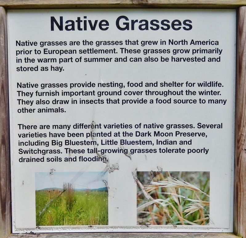 Native Grasses Panel. Click for full size. Native Grasses Panel image. Click for full size.