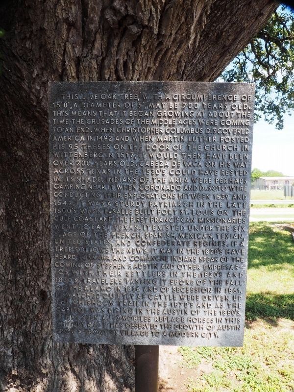 700 Year Old Live Oak Marker image. Click for full size.
