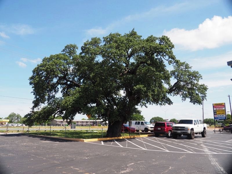 700 Year Old Live Oak Marker image. Click for full size.
