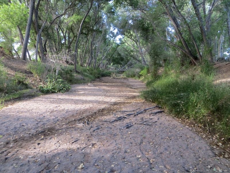 San Pedro River image. Click for full size.