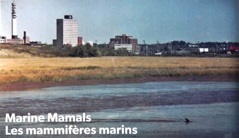 Marker detail: Marine Mammals / Les mammif�res marins image. Click for full size.