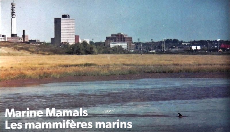 Marker detail: Marine Mammals / Les mammifres marins image. Click for full size.