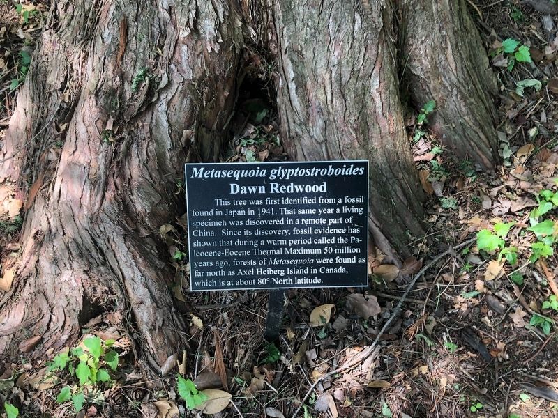 <i>Metasequoia glyptostroboides</i> Marker. Click for full size. <i>Metasequoia glyptostroboides</i> Marker image. Click for full size.