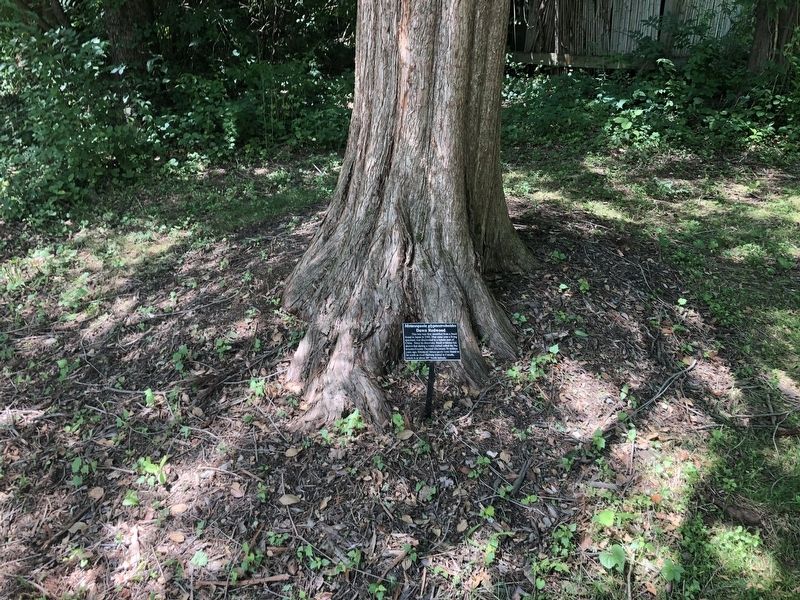<i>Metasequoia glyptostroboides</i> Marker. Click for full size. <i>Metasequoia glyptostroboides</i> Marker image. Click for full size.