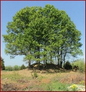 Glass Mounds Archaeological Site. Click for full size. Glass Mounds Archaeological Site image. Click for full size.