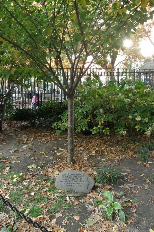 NYU 9/11 Memorial Tree image. Click for full size.