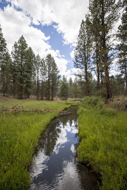 Fletcher Creek image. Click for full size.
