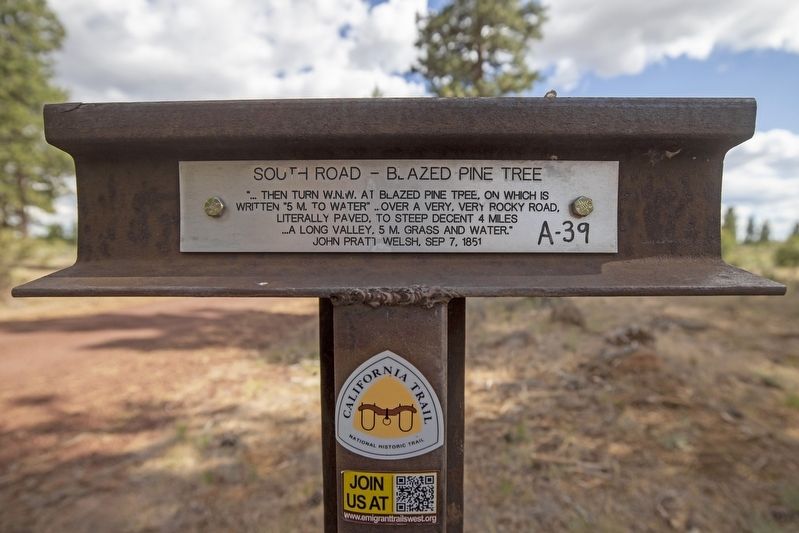 South Road - Blazed Pine Tree Marker image. Click for full size.