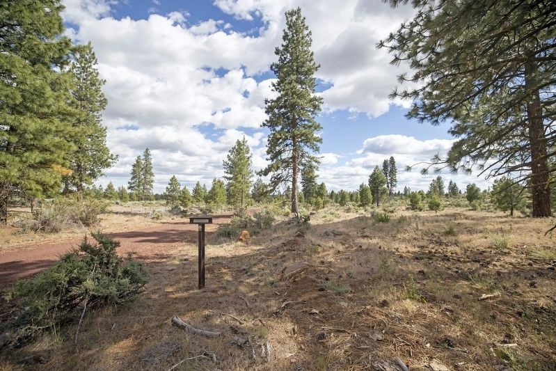 South Road - Blazed Pine Tree Marker image. Click for full size.