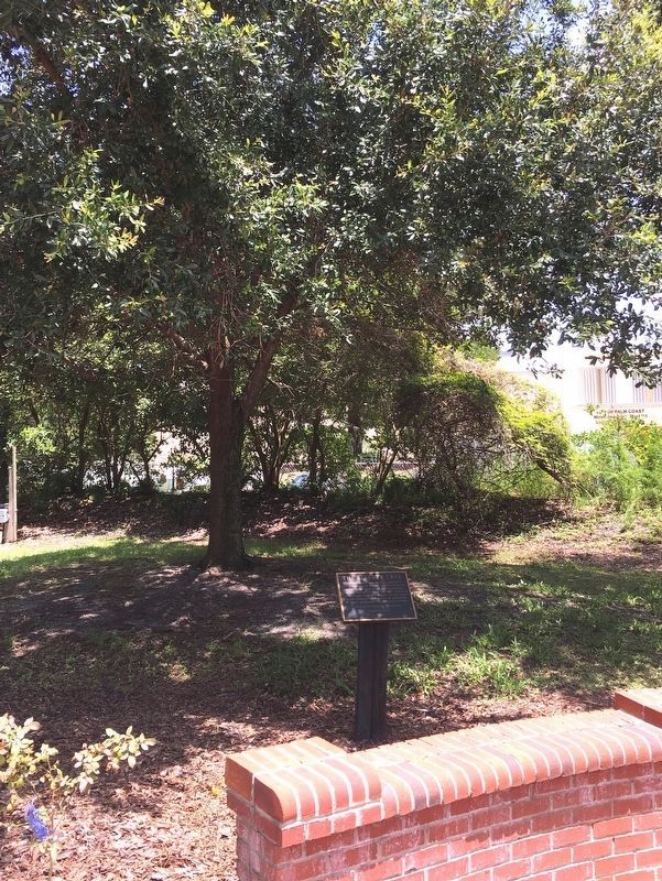 The Liberty Tree and Marker. Click for full size. The Liberty Tree and Marker image. Click for full size.