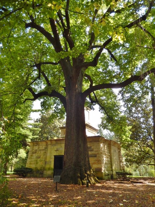 1787-1987 Bicentennial Tree image. Click for full size.