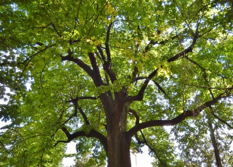 1787-1987 Bicentennial Tree Canopy image. Click for full size.