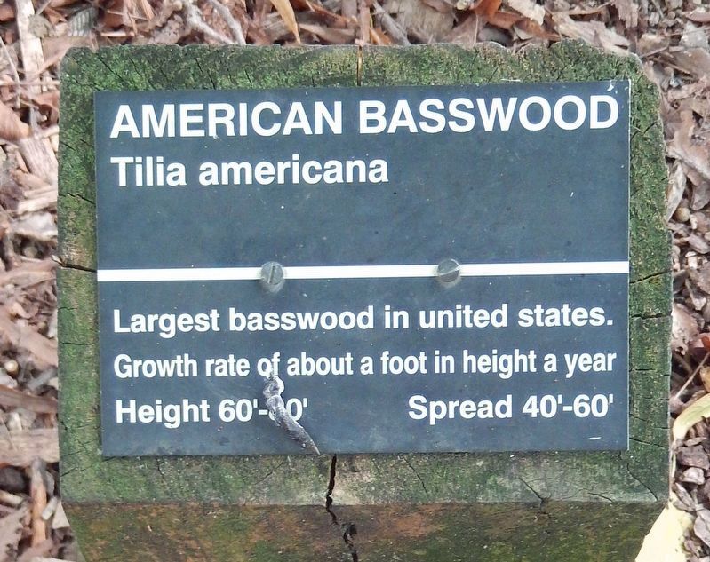 Largest Basswood in the United States Marker image. Click for full size.