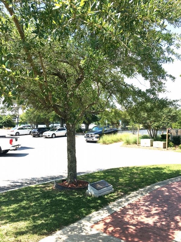 The Liberty Tree Marker. Click for full size. The Liberty Tree Marker image. Click for full size.
