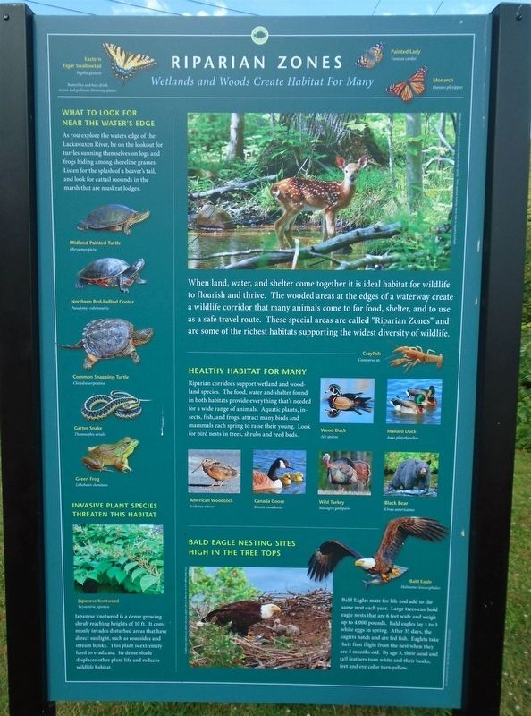 Riparian Zones [back side of Lackawaxen River Marker] image. Click for full size.