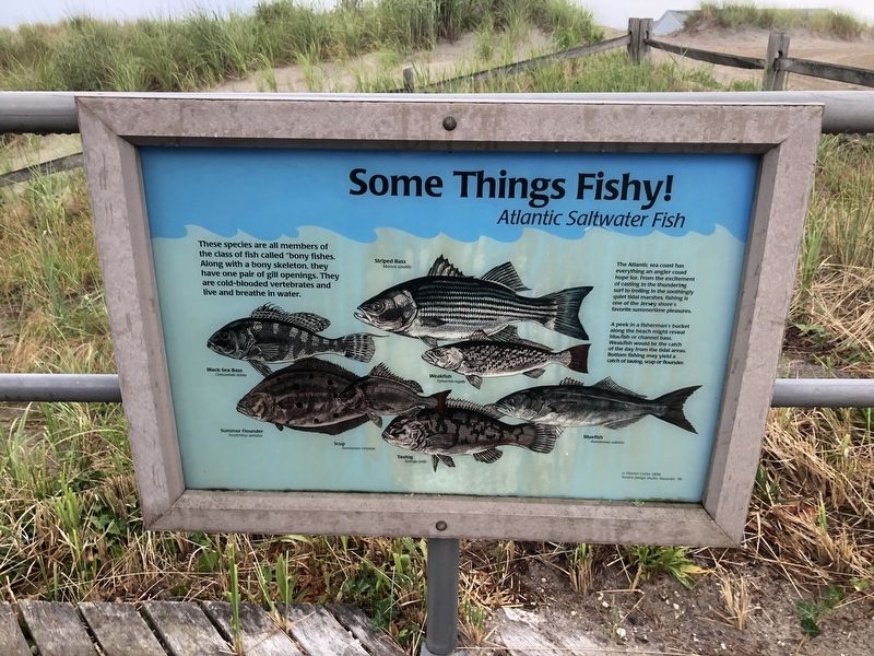 Some Things Fishy! image. Click for full size.