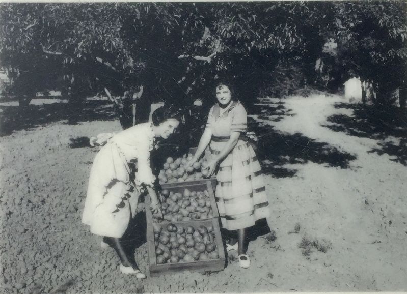 Marker detail: <i>Pear Harvest, Walnut Creek, 1922</i> image. Click for full size.