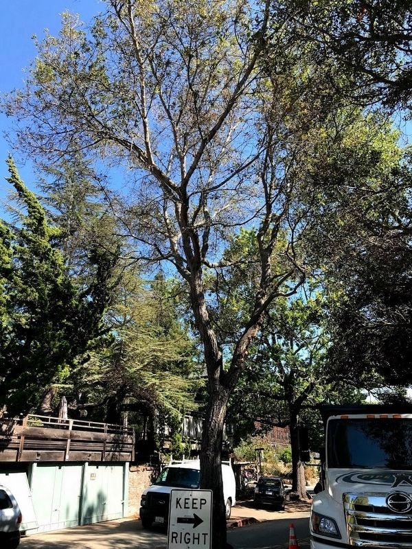 "Annie's Oak" Marker. Click for full size. "Annie's Oak" Marker image. Click for full size.