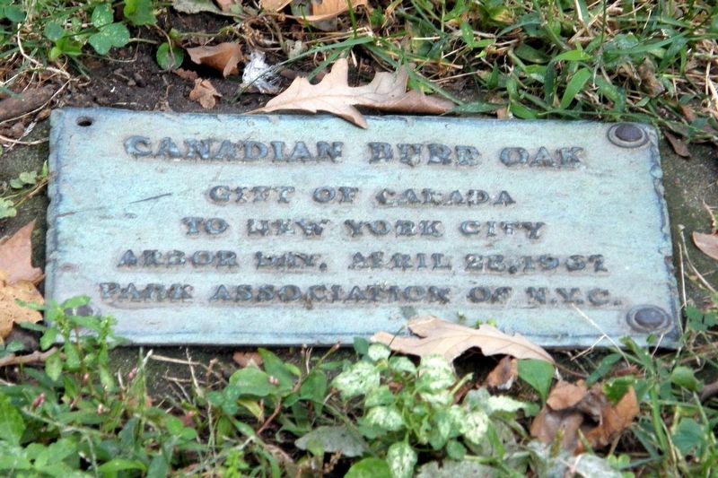 Canadian Burr Oak plaque. Click for full size. Canadian Burr Oak plaque image. Click for full size.