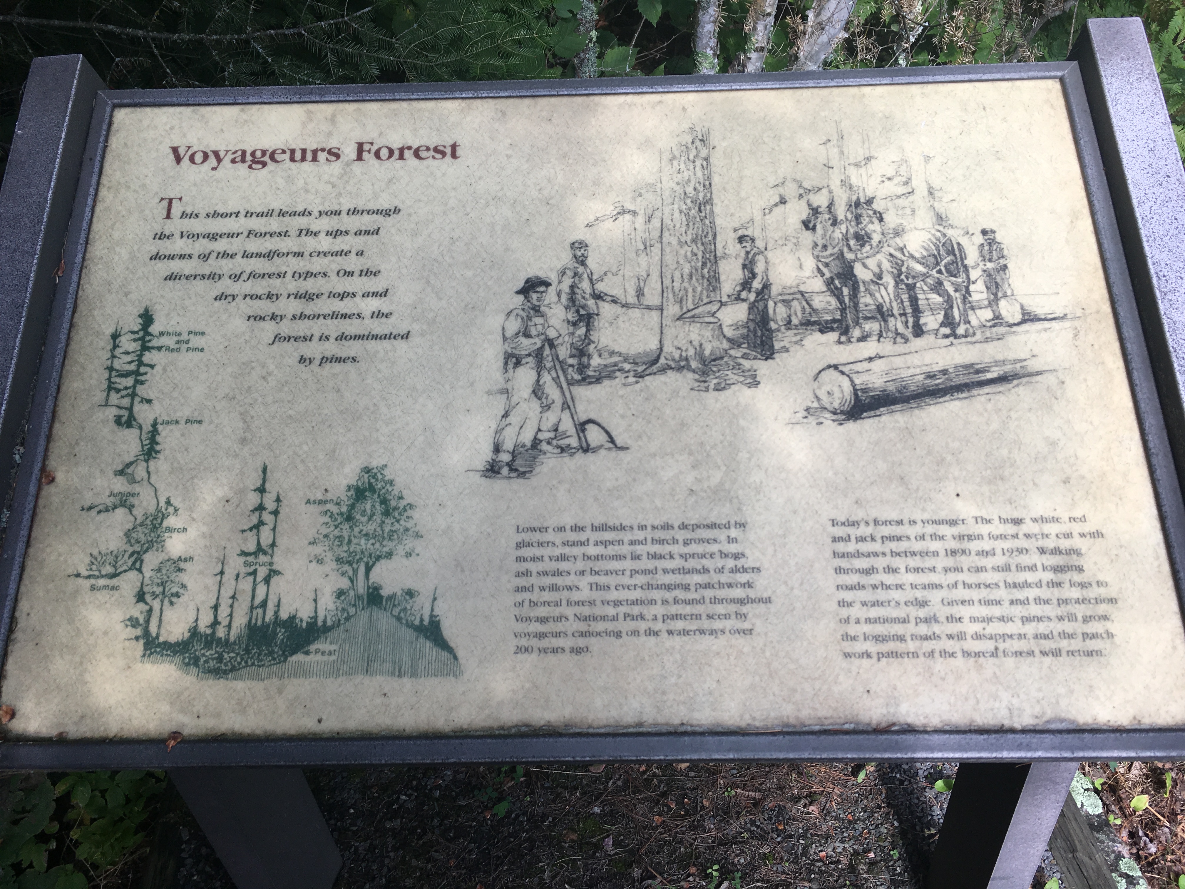 Voyageurs Forest Marker