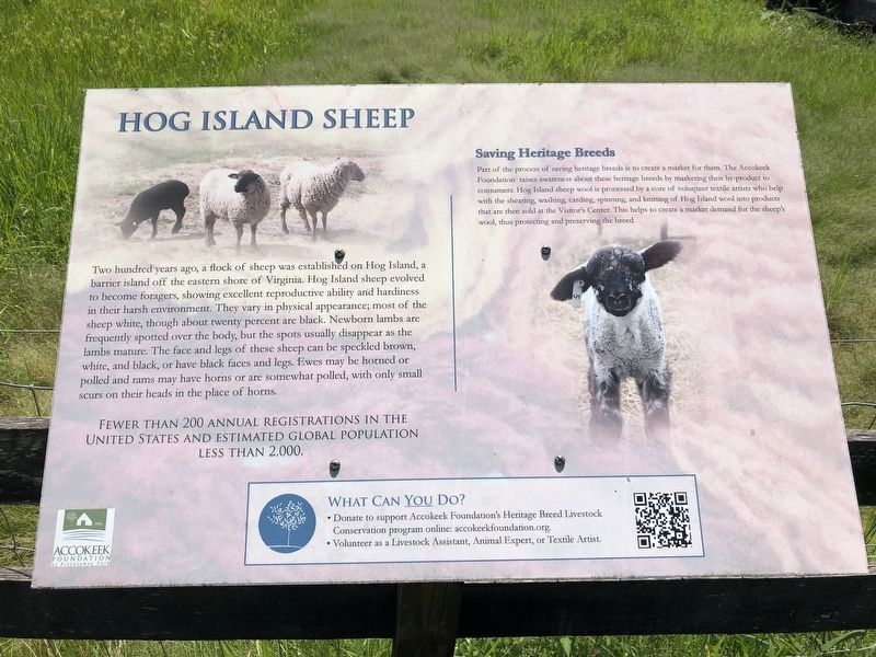 Hog Island Sheep Marker image. Click for full size.