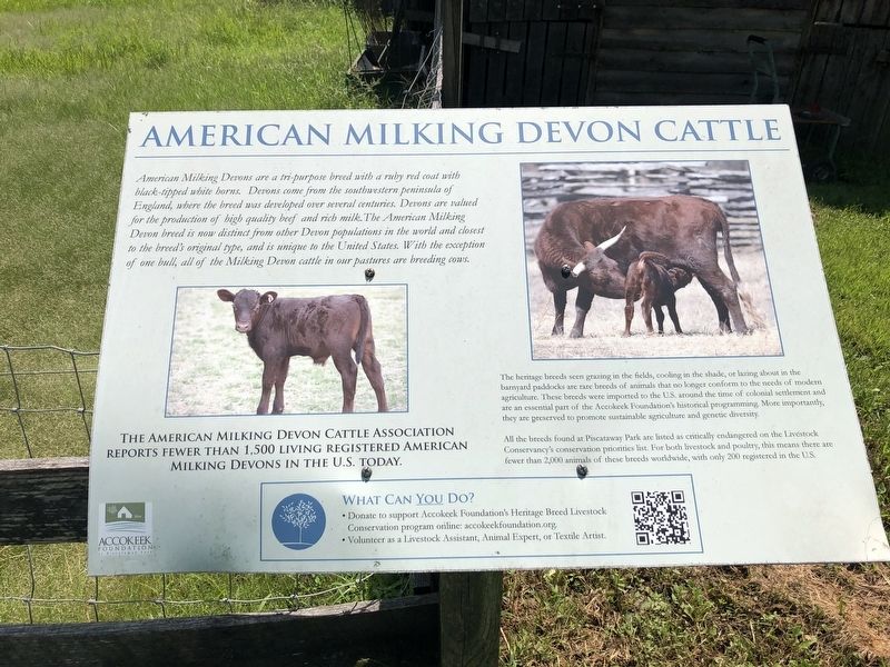 American Milking Devon Cattle Marker image. Click for full size.