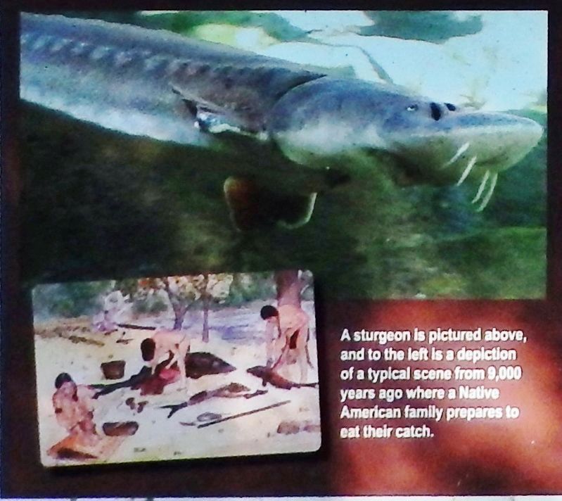 Marker detail: Catch of the Day: Sturgeon image. Click for full size.