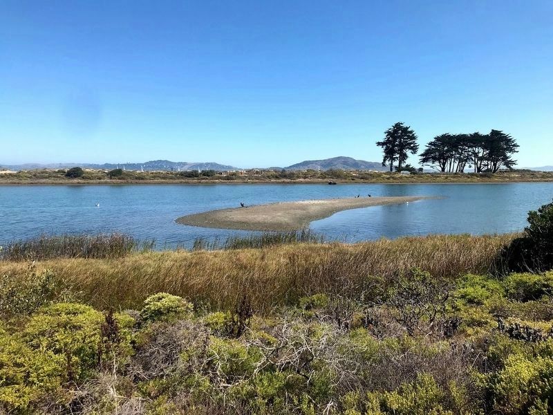 Crissy Field Marsh image. Click for full size.