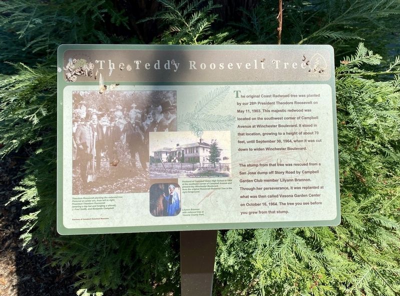 The Teddy Roosevelt Tree Marker image. Click for full size.