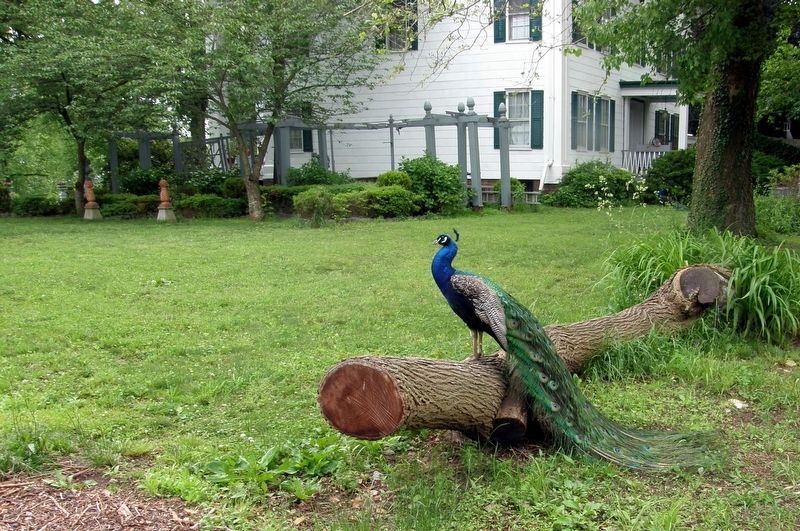 One of the mansion's peacocks that roam the grounds. image. Click for full size.