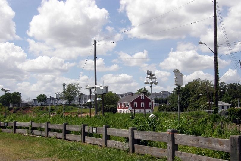 The Purple Martin colony at Lemon Creek Park. image. Click for full size.