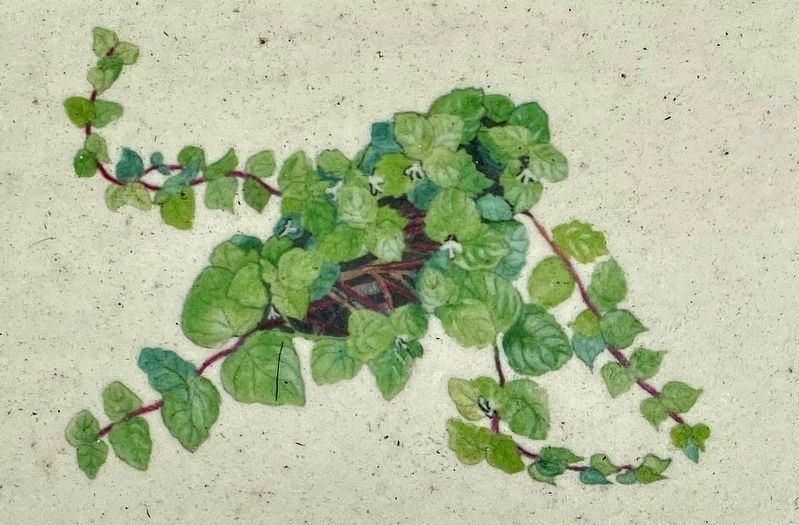 Marker illustration: Yerba Buena - <i>Clinopodium douglasii</i> image. Click for full size.