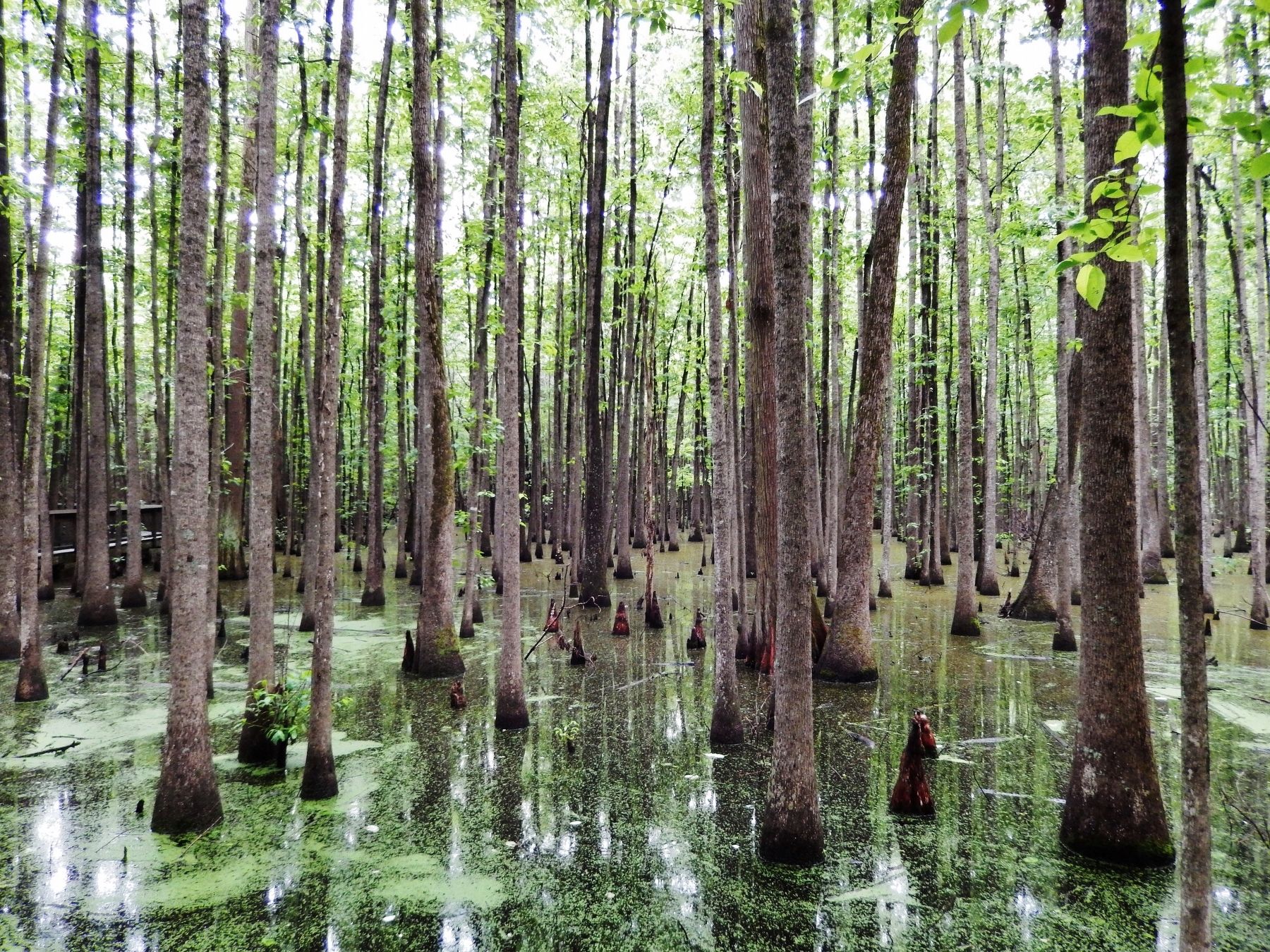 Cypress Swamp image. Click for full size.