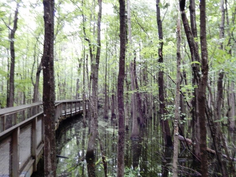 Cypress Swamp & Boardwalk image. Click for full size.