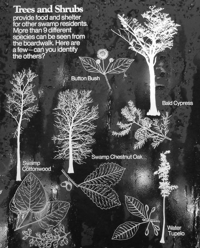 Marker detail: Trees and Shrubs image. Click for full size.