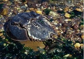 Horseshoe crab image. Click for full size.