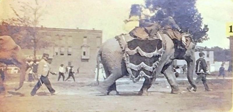 <i>(Bottom Left)</i> 1905 Circus Elephant image. Click for full size.