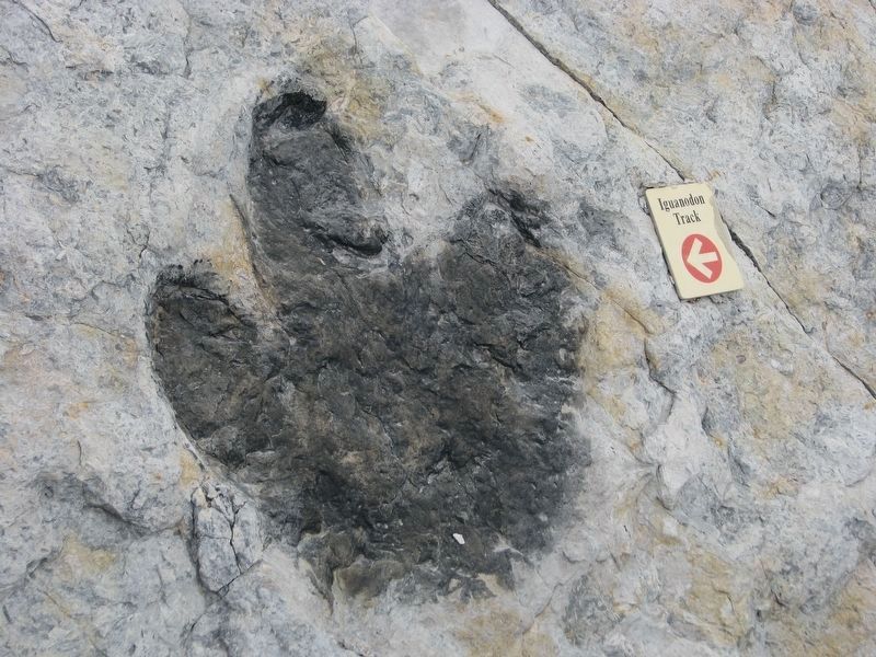 Iguanodon Track (<i>near marker</i>) image. Click for full size.