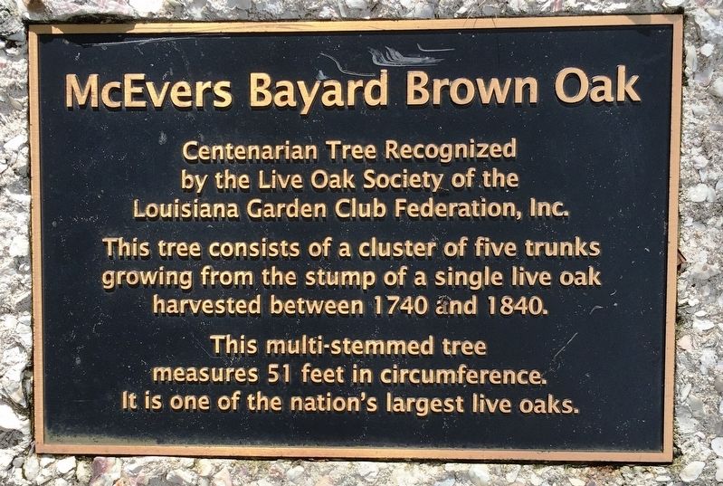 McEvers Bayard Brown Oak Marker image. Click for full size.