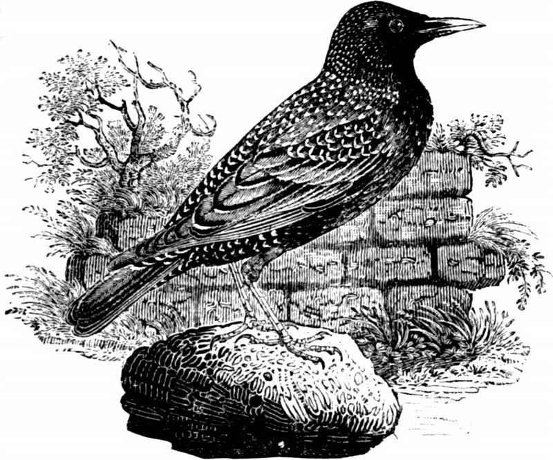 The Starling<br>by Thomas Bewick. Click for full size. The Starling<br>by Thomas Bewick image. Click for full size.