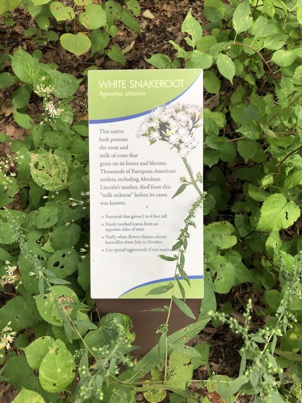 White Snakeroot Marker image. Click for full size.