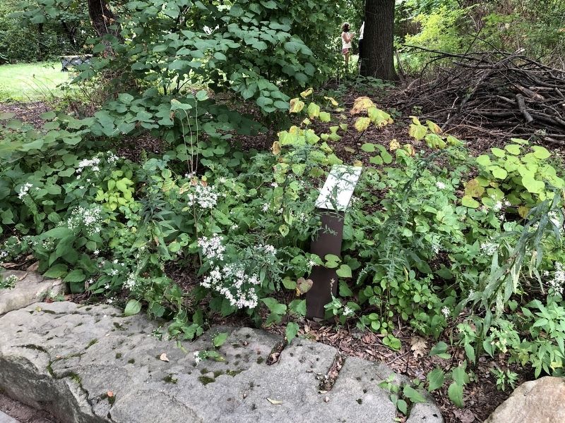 White Snakeroot Marker image. Click for full size.